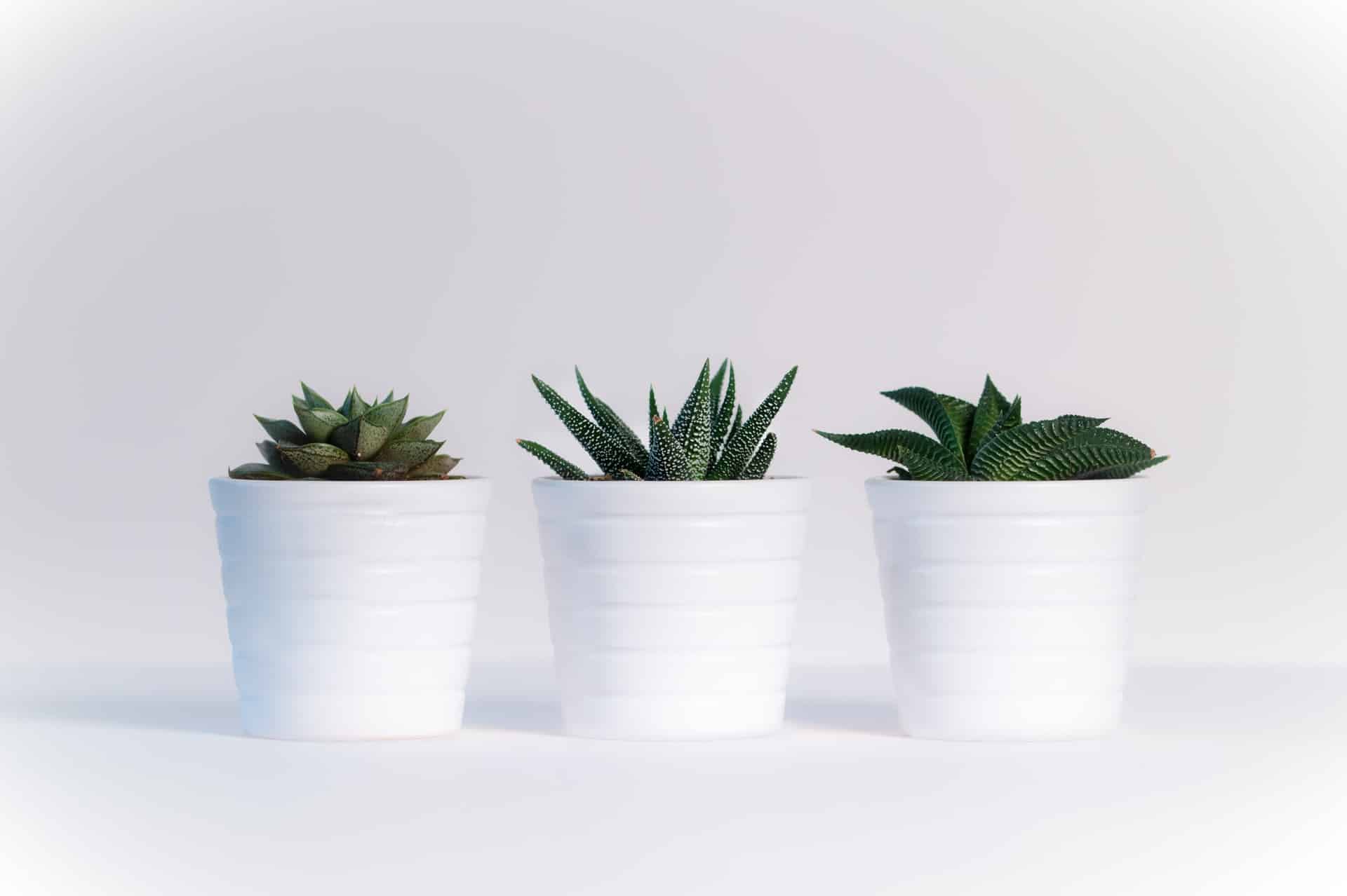 Three Pot Plants for Kitchen